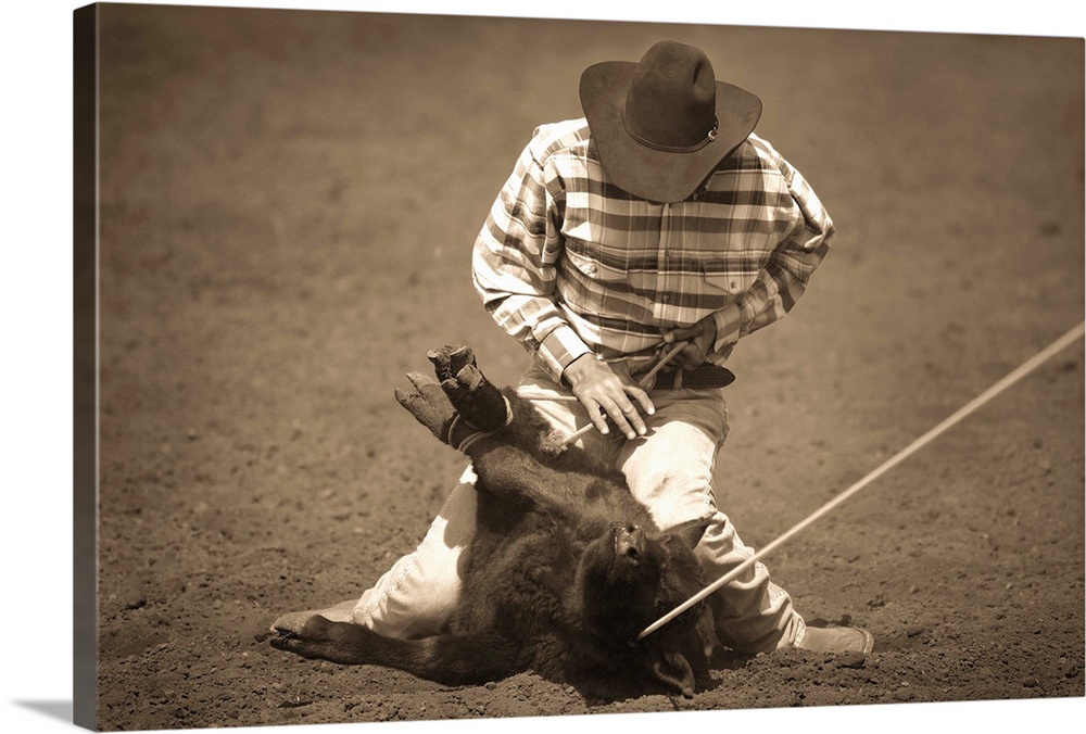 Cowboy roping calf