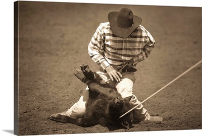 Cowboy roping calf