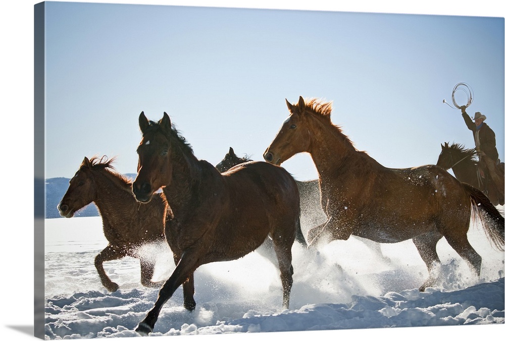 Cowboy with lasso herding horses in winter snow.