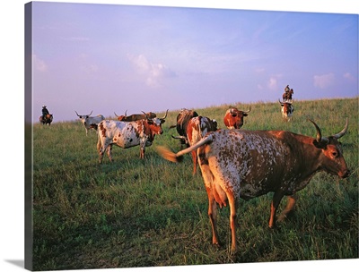 Cowboys looking after herd of longhorn cows at Fort Worth, TX