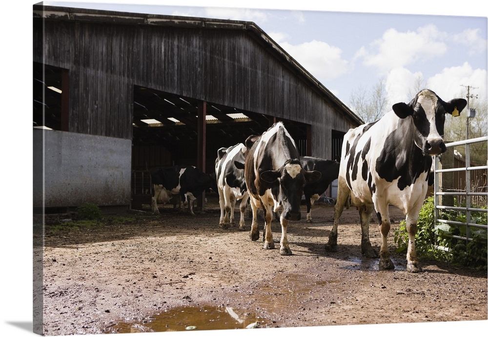 Cows and barn