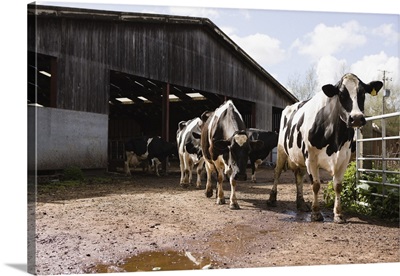 Cows and barn