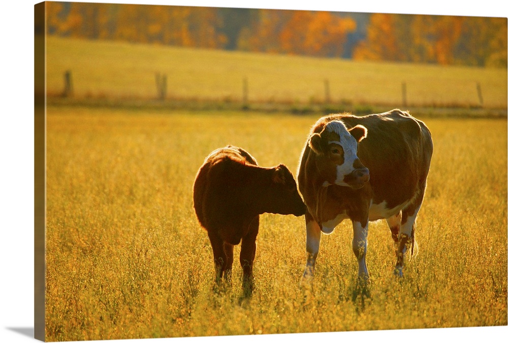 Cows at pasture