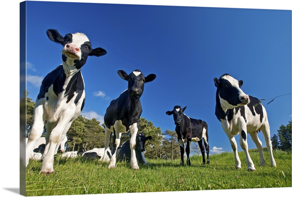 Cows feeding on pasture