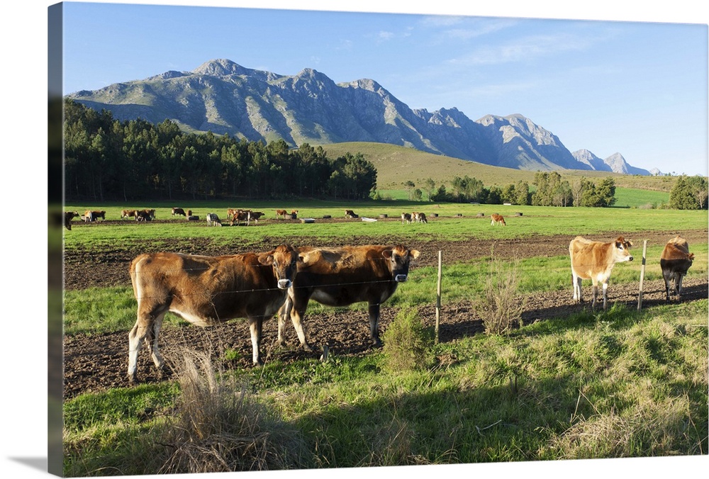 Cows (Bos primigenius) grazing in the pastures of a Greyton Farm, Overberg, Western Cape, South Africa