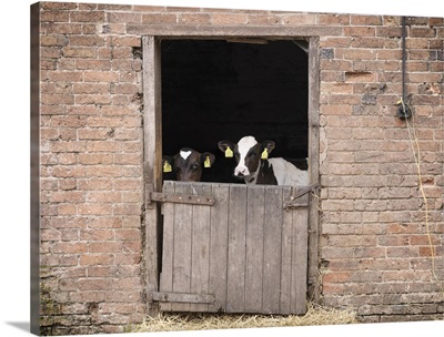 Cows standing at gate of barn