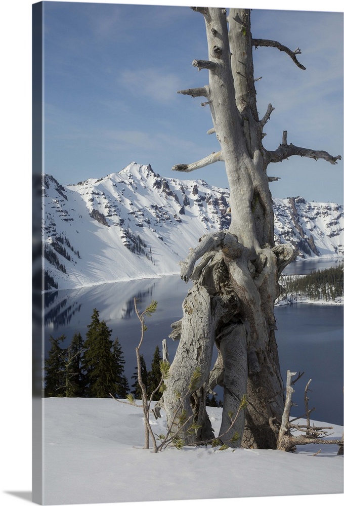 Dead tree and Crater Lake, Crater Lake National Park, Oregon.