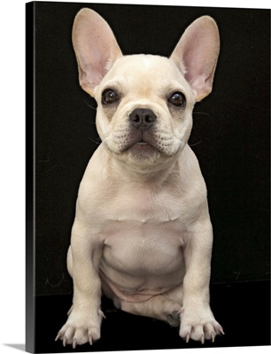 Cream colored French Bulldog puppy.