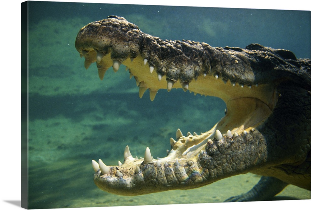 Crocodiles open mouth