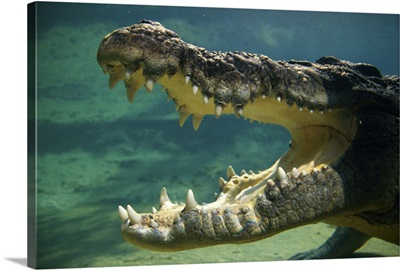 Crocodiles open mouth