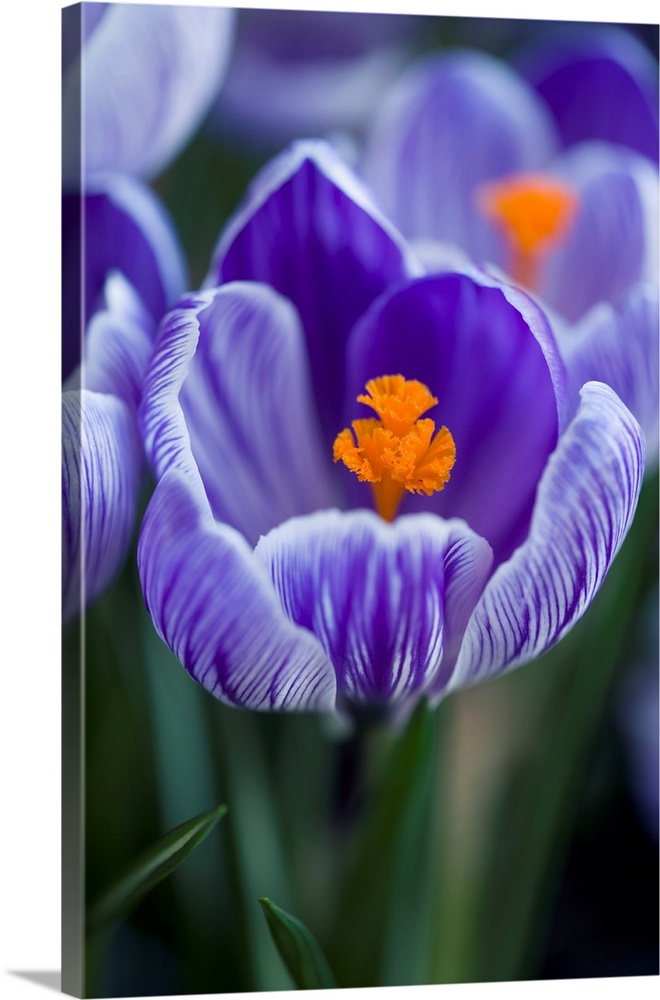 Crocus Pickwick Flower