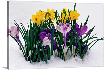 Crocuses And Daffodils In Snow