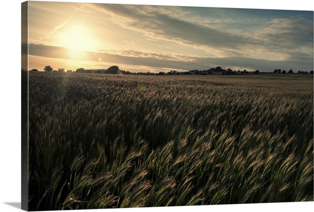 Crop field at sunset taken near Priddy in Somerset.