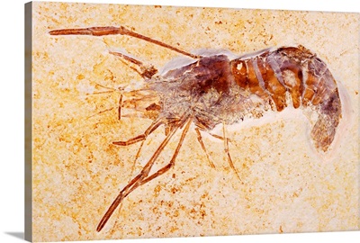 Crustacean Fossil From Solnhofen Limestone Formation