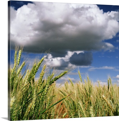 Cumulus clouds over wheat field