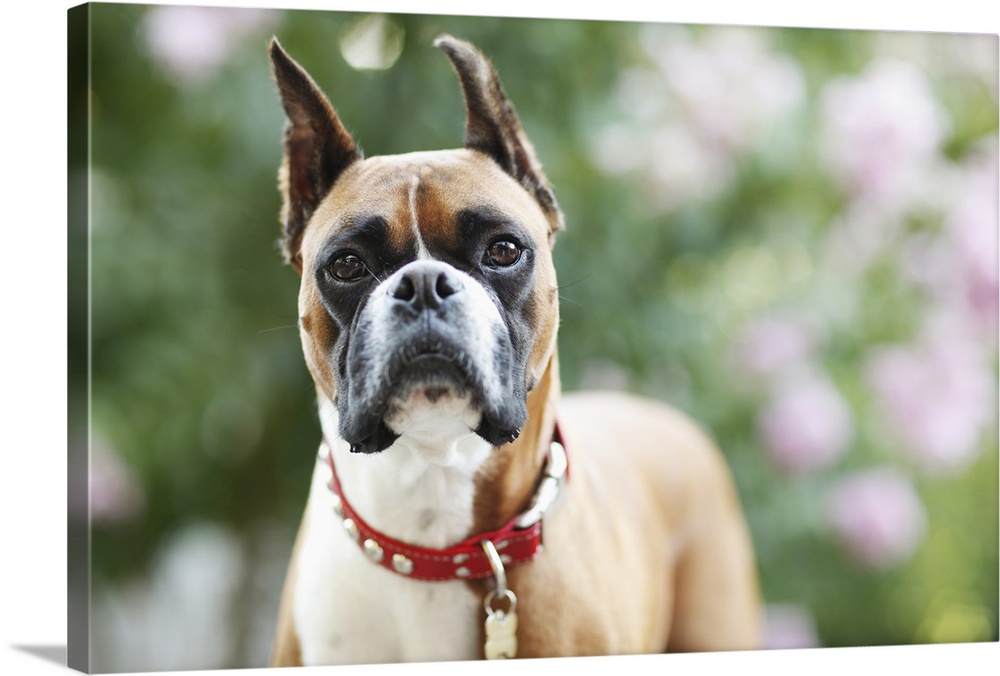 Boxer, Outside, Flowers in Background, Selective Focus, Greenery, Pet