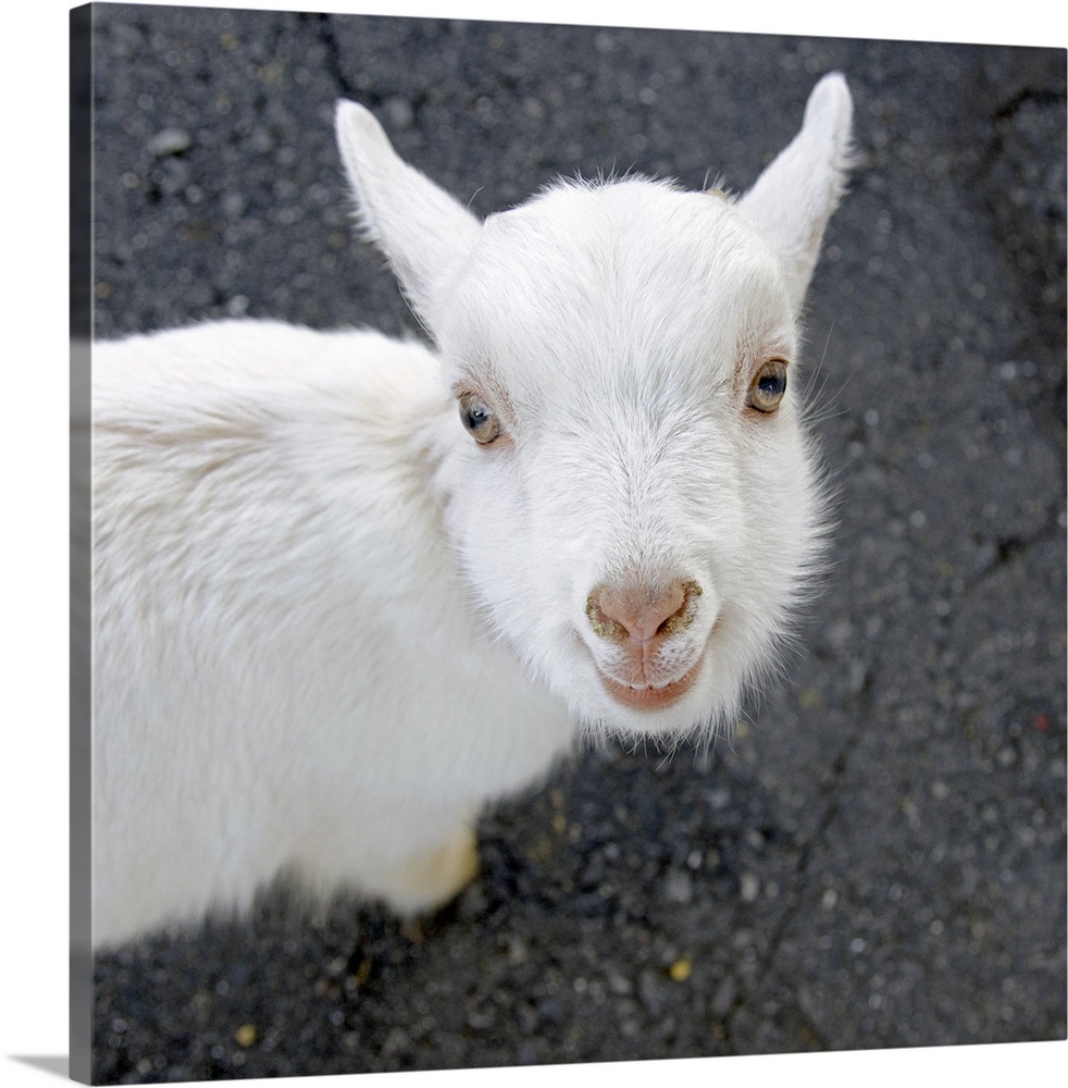 Curious white goat
