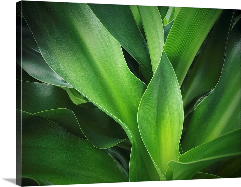 Curved Green Plant