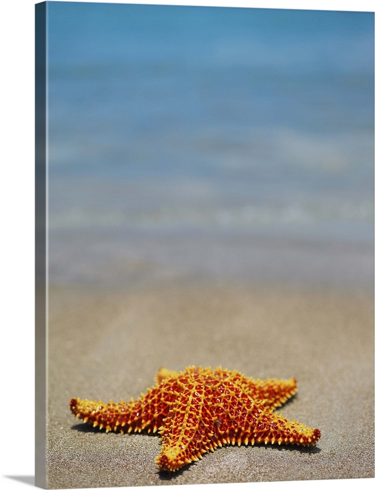 Close-up of a Cushion Starfish (Oreaster reticulatus) on the beach, Providencia, Providencia y Santa Catalina, San Andres ...