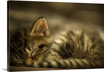 Cute Female Kitten Sleeping