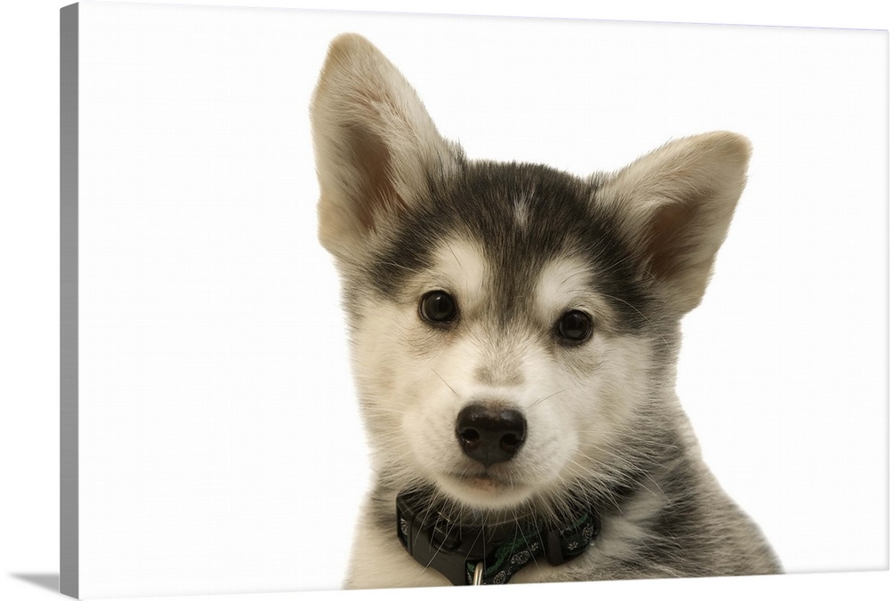Cutout portrait of cute husky dog puppy
