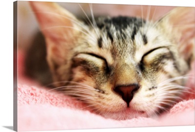 Cute kitten that looks like tiger sleeping on pink blanket.
