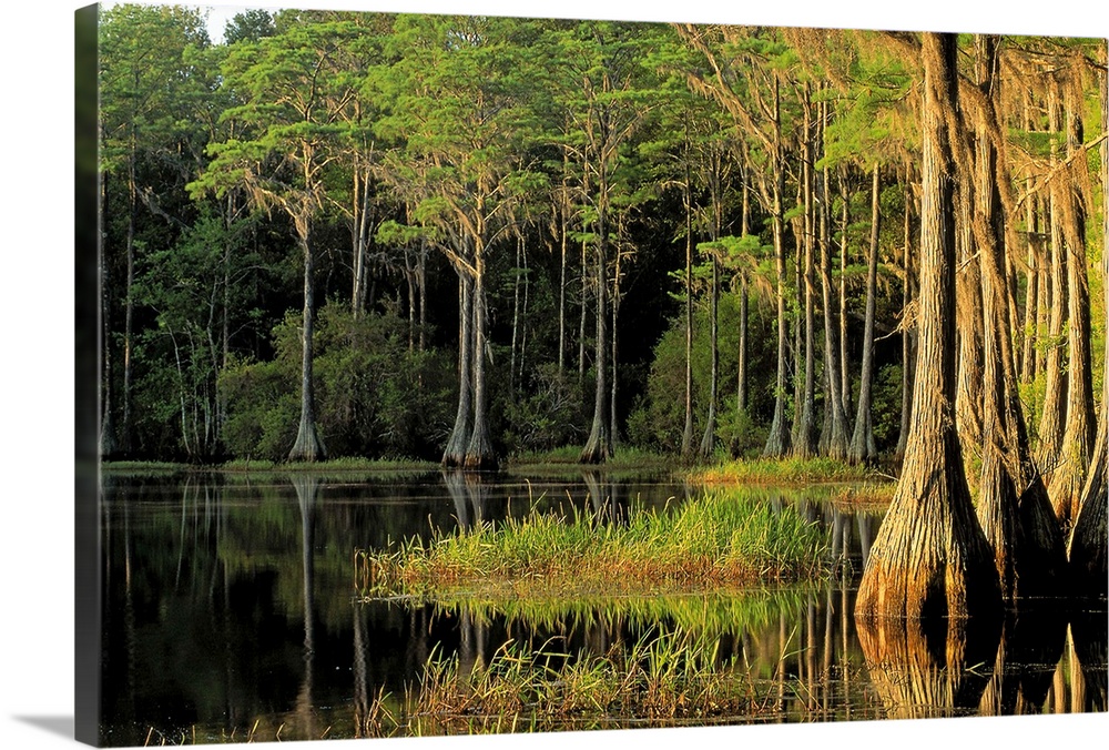 Cypress trees in Lake Bradford Region , Tallahassee , Florida
