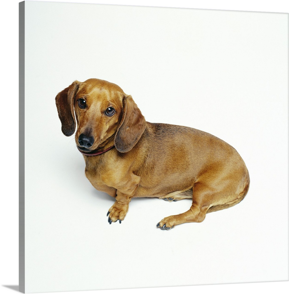 Dachshund Sleeping on a rig picture ceramic dog art tile animal 