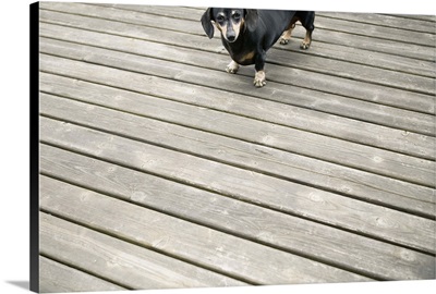 Dachshund dog on dock