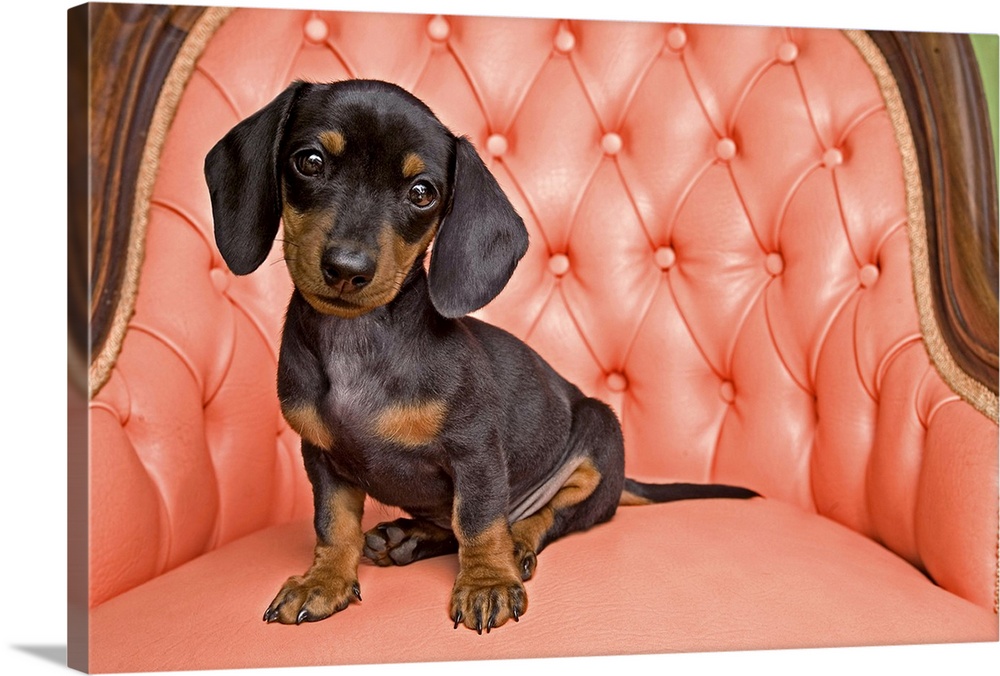 Dachshund puppy sitting on a pink, tufted chair, indoors.