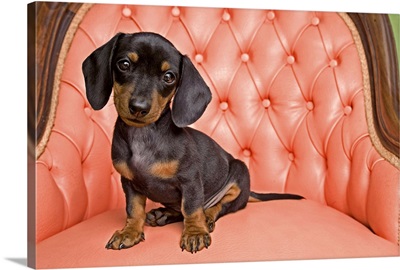 Dachshund Puppy sitting on a coral chair