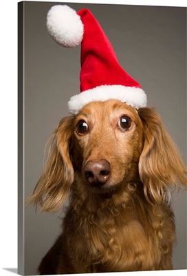 Dachshund wearing a Christmas Santa Hat