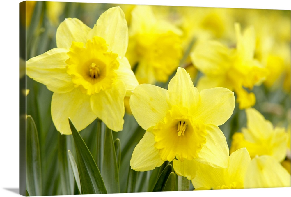 Daffodils in field