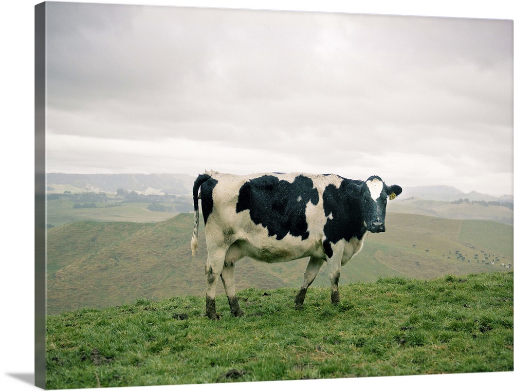 A cow 'posing' at dairy flats near Ohakune village, Tongariro region, New Zealand, 2011.