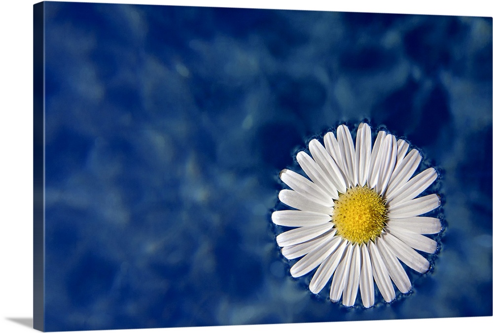 Daisy floating in water, Italy.
