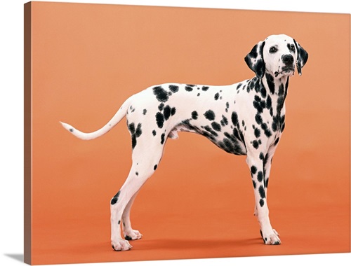 Dalmatian | Great Big Canvas