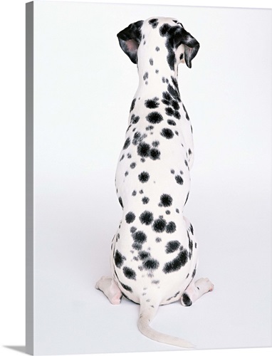 Dalmatian | Great Big Canvas