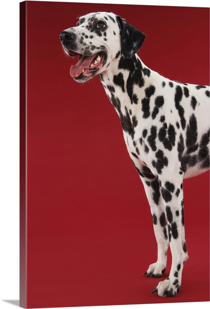 Dalmatian Wall Art, Canvas Prints, Framed Prints, Wall Peels Great