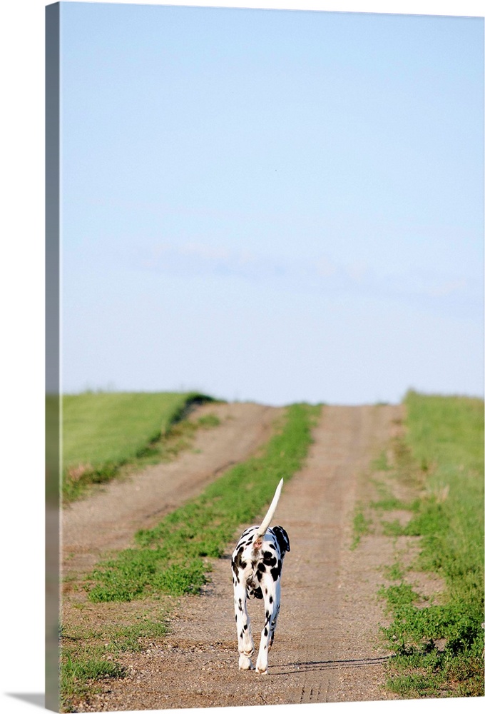 Dalmatian dog trotting along dirt road.