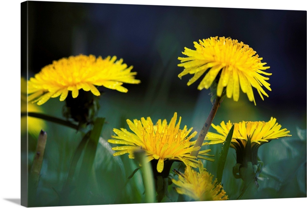 Dandelion Wall Art, Canvas Prints, Framed Prints, Wall Peels Great