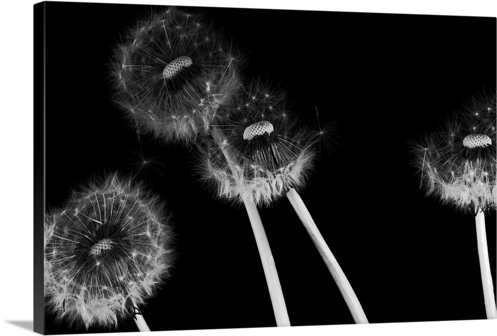 Dandelion fluff in black and white Wall Art, Canvas Prints ...