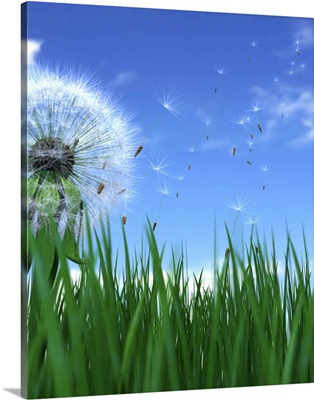 Dandelion seeds blowing in wind, ground view (Digital)