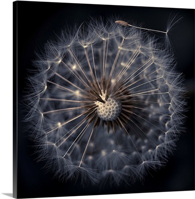 Dandelion seeds on black background, France.