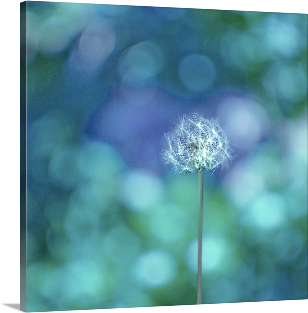 A picture of a dandelion is taken against a glittering background of cool toned colors.