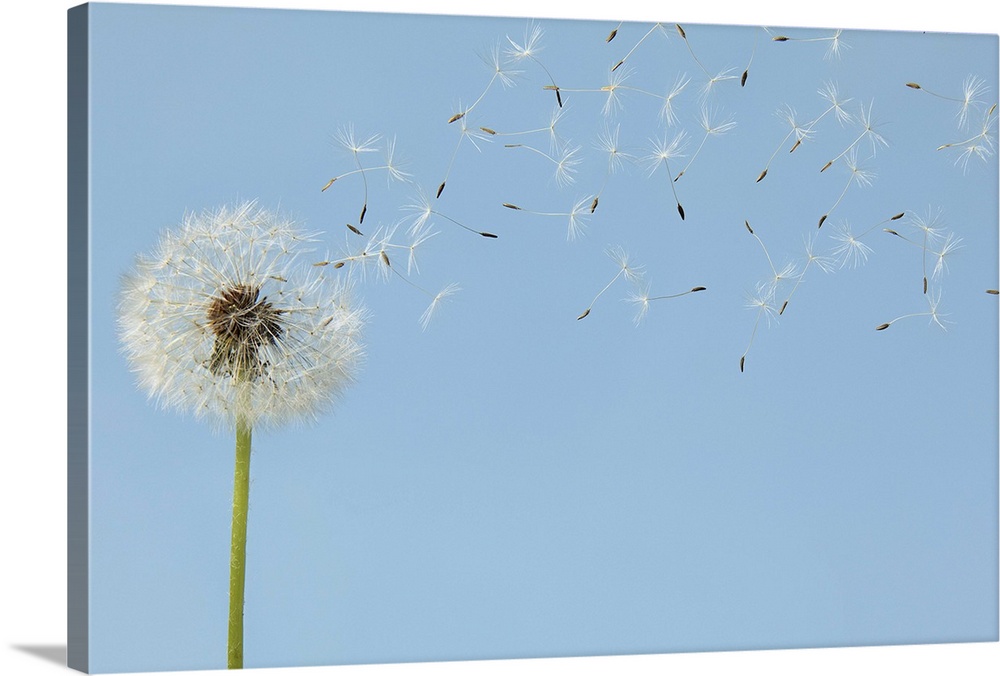 A single dandelion is pictured as its florets begin to blow off.