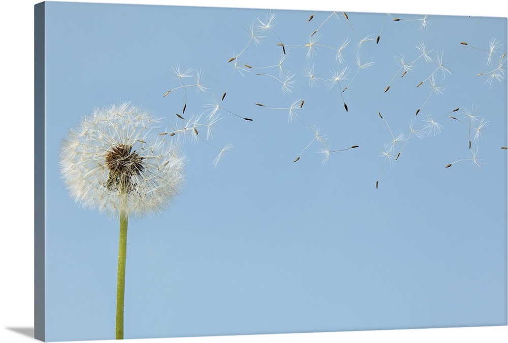 Dandelion with seeds flying away Wall Art, Canvas Prints, Framed Prints