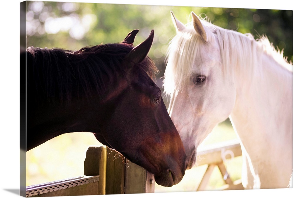 Photograph of two horses smelling at each other with wooden gate and trees in background.  One horse is dark and one horse...