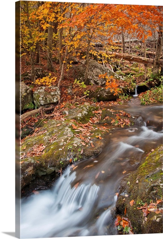 Dark Hollow trail, Virginia | Great Big Canvas