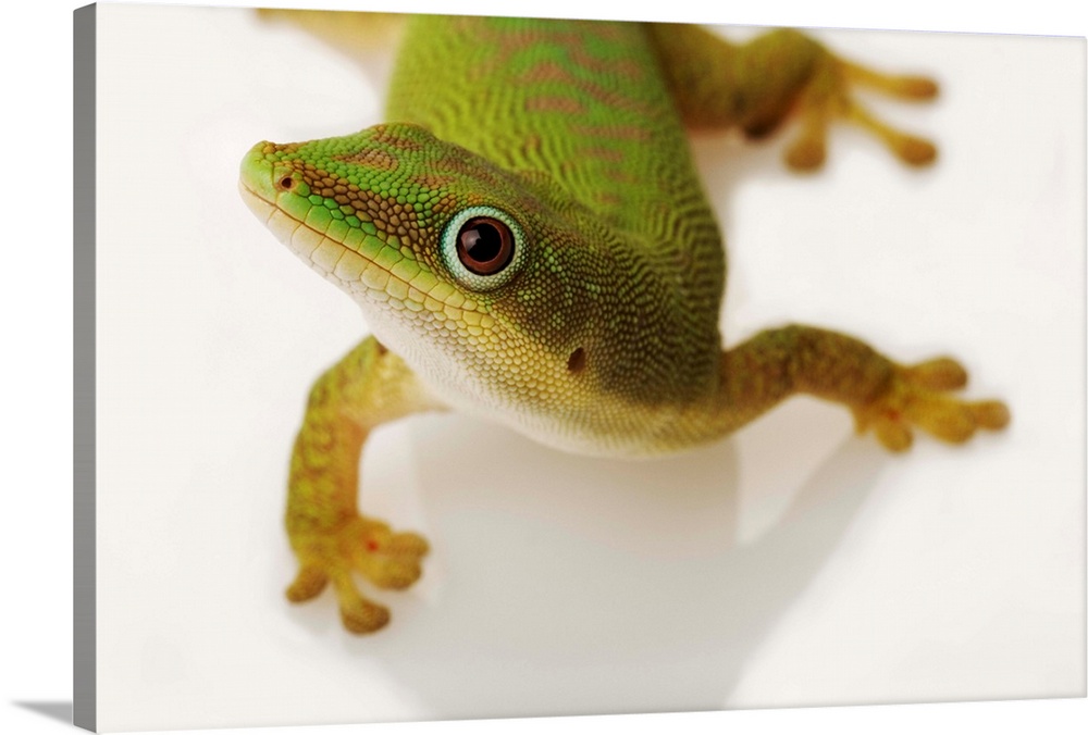 The day gecko (Phelsuma astriata astriata) is a slender lizard, with bright green color which reaches a total length of ab...