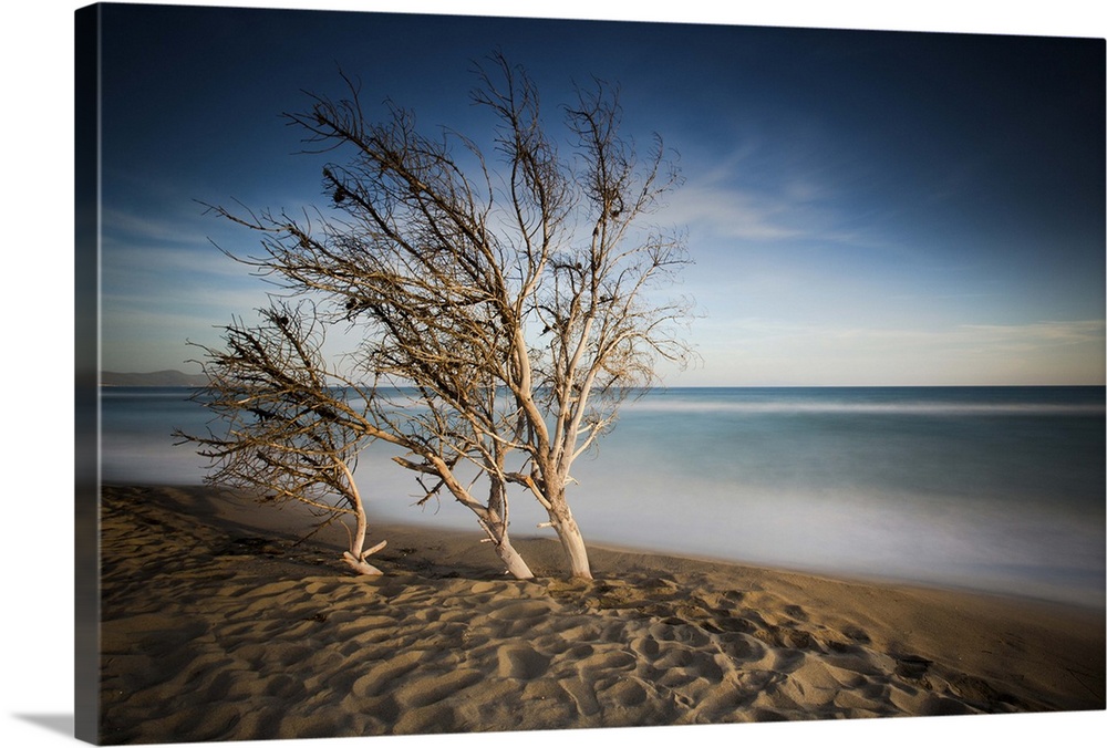 Dead pine trees beside beach at Park natural regional of Maremma, Tuscany, Grosseto.